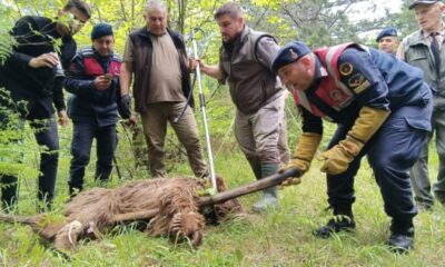 Uludağ’da yaralı ayı seferberliği