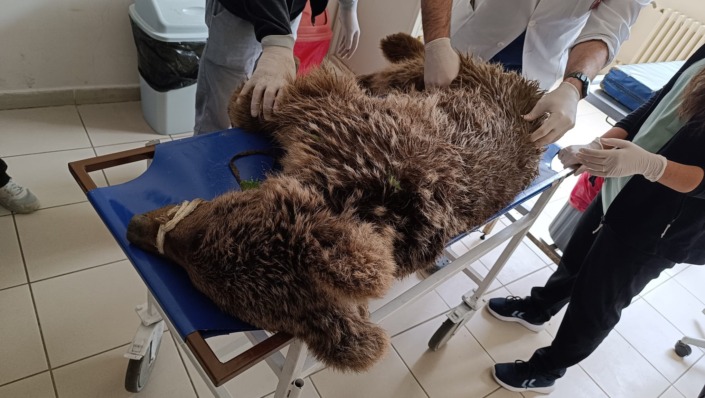 Uludağ’da operasyonla kurtarılan ayının kalça kemiği kırılmış