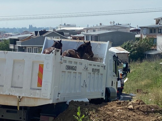 Bursa’da başıboş atlar ve göçebe çadırları toplandı