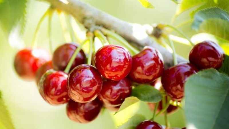 Bursa’da meşhur ‘Napolyon’ kirazında hasat sona erdi