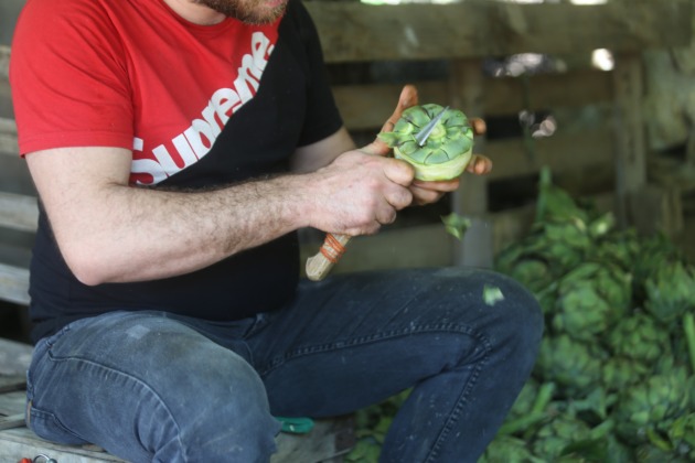 Hasanağa enginarında rekolte yarıya düştü