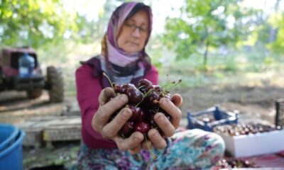 Coğrafi işaretli Keles kirazında 22 bin ton rekolte bekleniyor