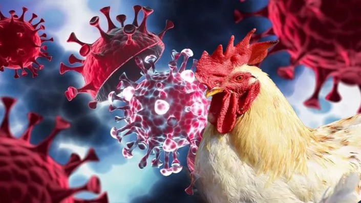 DSÖ’den korkutan açıklama!  A(H5N2) kaynaklı ilk ölüm