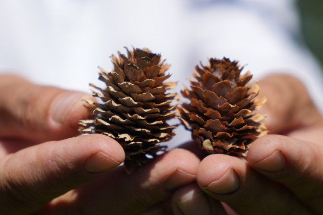 Bursa’da 1300 rakımda mavi ladin bahçesi kurdu