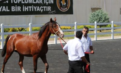 Ev fiyatına tay