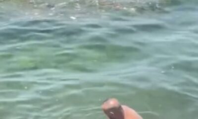 Bursa’da yunus balığı balıkçıların ağına takıldı
