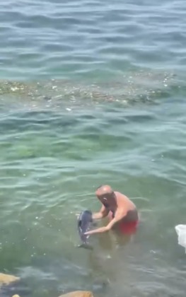 Bursa’da yunus balığı balıkçıların ağına takıldı