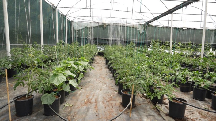 Topraksız sera yüzde 50 daha karlı