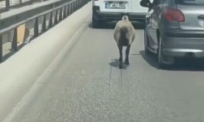 Bursa’da firar eden koyun, trafiği alt üst etti