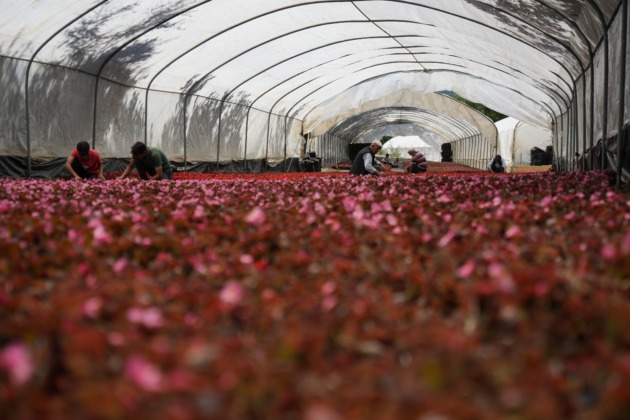 Dağın başına kurduğu sera, deniz seviyelerine göre 5 kat daha verimli oldu