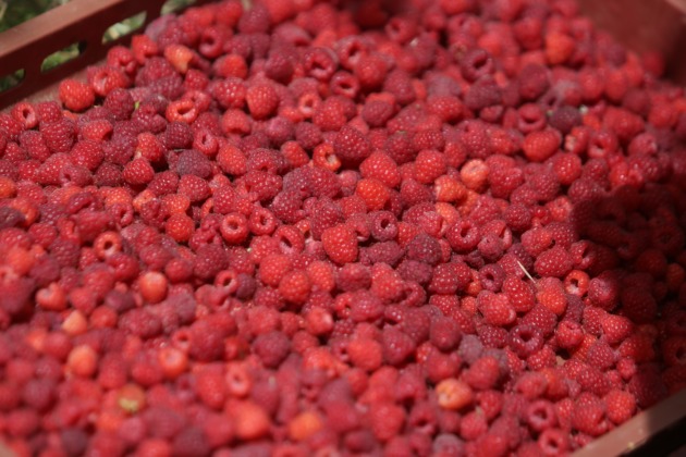 Bursa’da ahududu bereketi