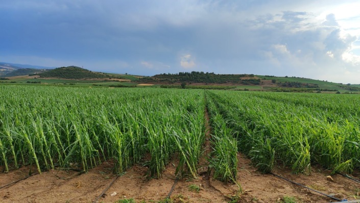 Yenişehir’de 2 bin dekarlık alandaki ürünleri dolu vurdu