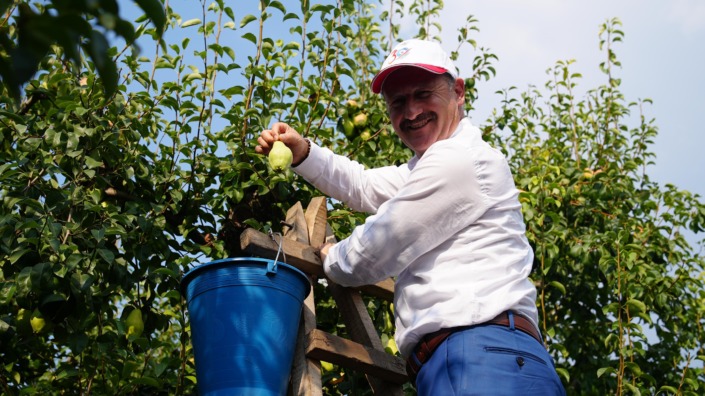 Gürsu armudunu faydalı böcekler koruyor