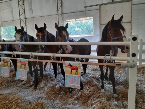 64 tayın satışından 26 milyon 640 bin TL gelir elde edildi