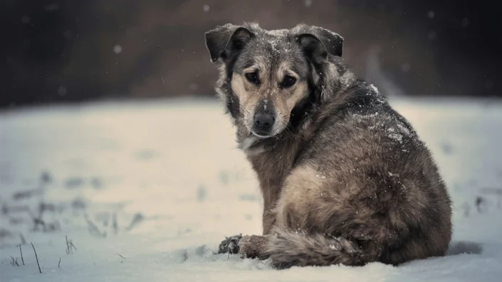 Hayvanseverleri ikiye bölen yasa teklifi