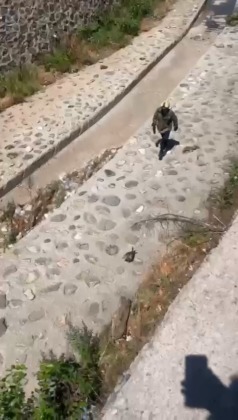 Yaralı martıyı itfaiye ekipleri kurtardı