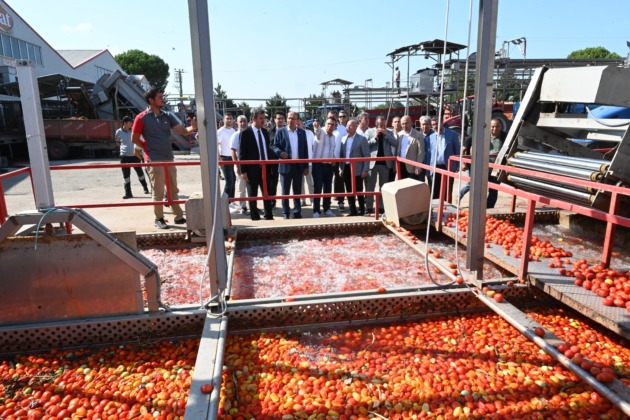 Domates tarlada kalmayacak, Bakanlıktan salça fabrikalarına destek geldi