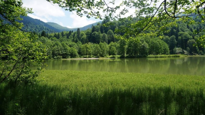 Orman varlığı yanan alanların yaklaşık 7 katı arttı