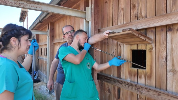 DMKP kızıl geyikler için zamanla yarıştı