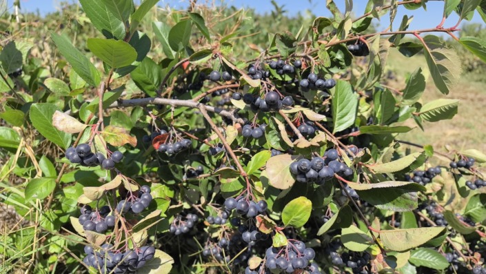 Her derde deva aronya hasadı başladı