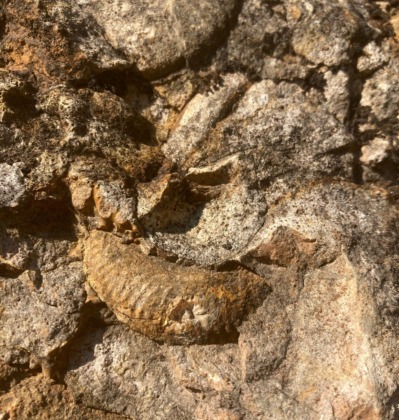 350 milyon yıl önce yaşayan hayvan fosilleri bulundu