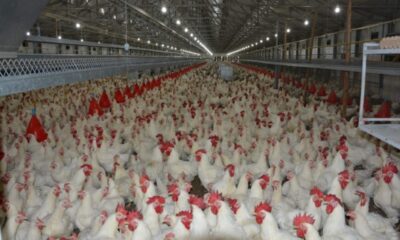 Türkiye’de kişi başına yılda 150 yumurta düşüyor