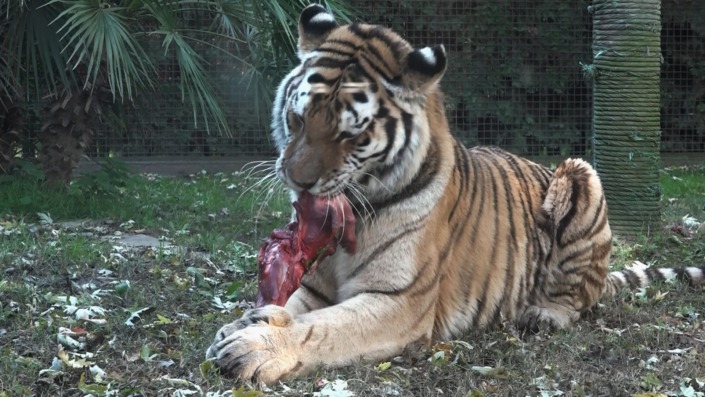 Kaplanın bir sıçrayışta eti kapması nefes kesti