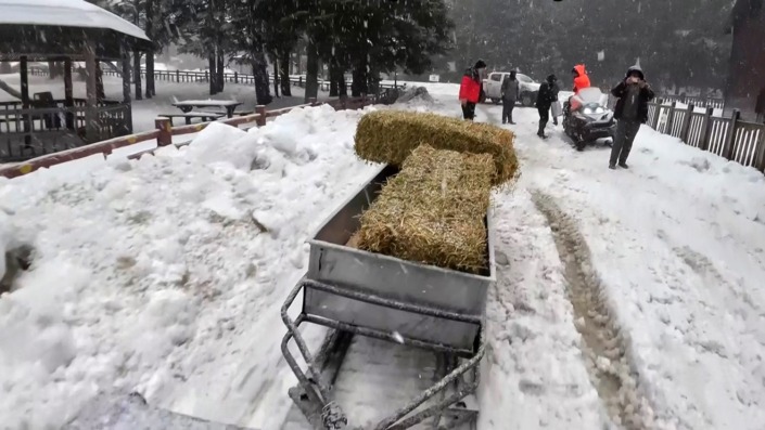 Uludağ’da yaban hayvanları için doğaya yem bırakıldı