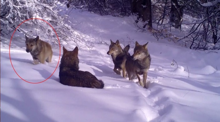 Bursa’da açık postlu kurt ilk kez görüntülendi
