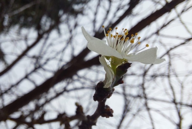 Bursa’da meyve ağaçları çiçek açtı