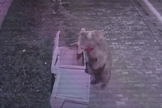 Bursa’da firari ayı için camilerden anons yapıldı