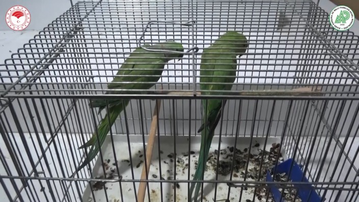 Bursa’da egzotik tür kaçak papağanlar ele geçirildi