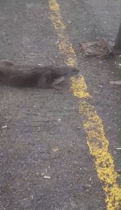Bursa’da su samuru görüldü