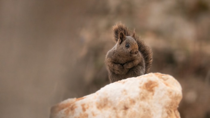 Melanistik sincap Bursalı fotoğrafçının kamerasına yansıdı