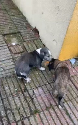 Bursa’da müdür yardımcısının beslediği köpek öğrenciyi ısırdı!
