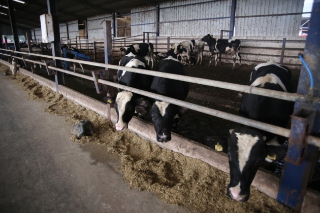 Türkiye’de büyükbaş hayvan sayısı arttı