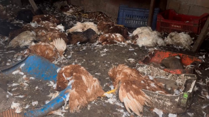 Bursa’da çiftliklere kurt sürüsü dadandı!