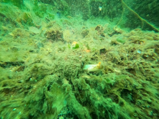 Bursa’da müsilajın denizdeki durumu görüntülendi