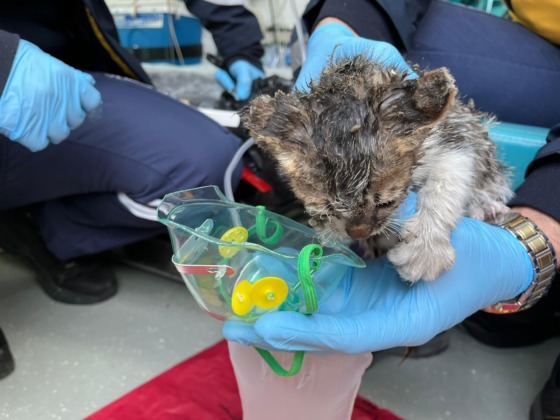 Alevlerin arasında kalan kedinin yardımına itfaiye ekipleri koştu