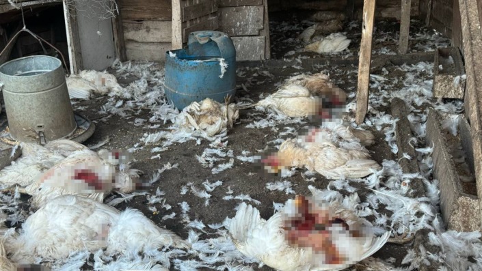 Bursa’da başıboş köpekler çiftlikteki hayvanlara saldırdı