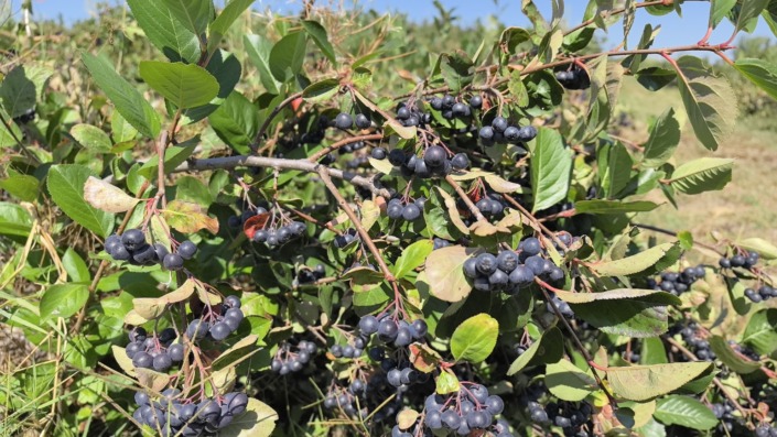 BESAŞ’ta yeni ürün!