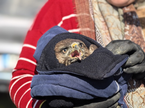 Bursa’da mevsimlik işçiler, yaralı şahine sahip çıktı