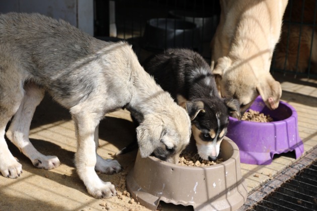 Mudanya’da patili dostların maması belediyeden