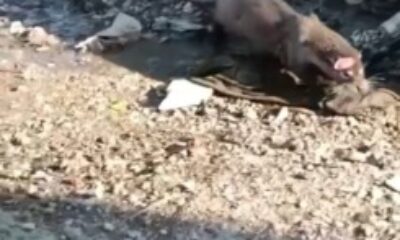 Bursa’da su samuru görüntülendi