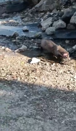 Bursa’da su samuru görüntülendi