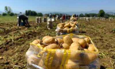 Patates ihracatı 114 kat arttı