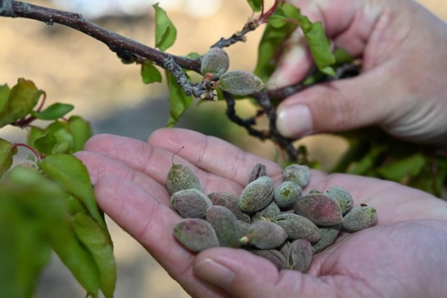 Zirai don Bursa’da ciddi hasara neden oldu!