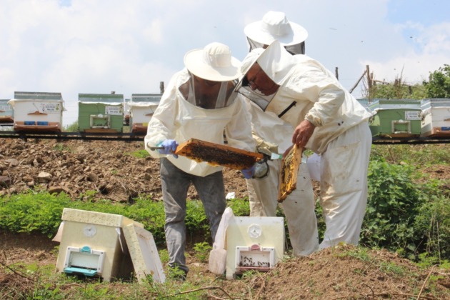 Zirai don arıcıları vurdu!