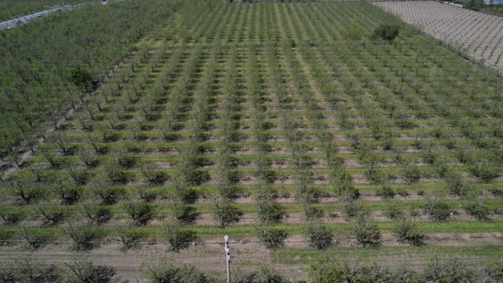 Zirai don armut ve şeftaliyi teğet geçti