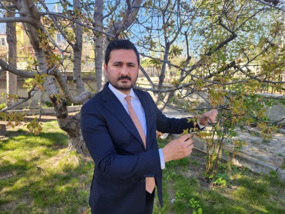 Kraliyet kirazında ciddi kayıpların oluşacağı öngörülüyor